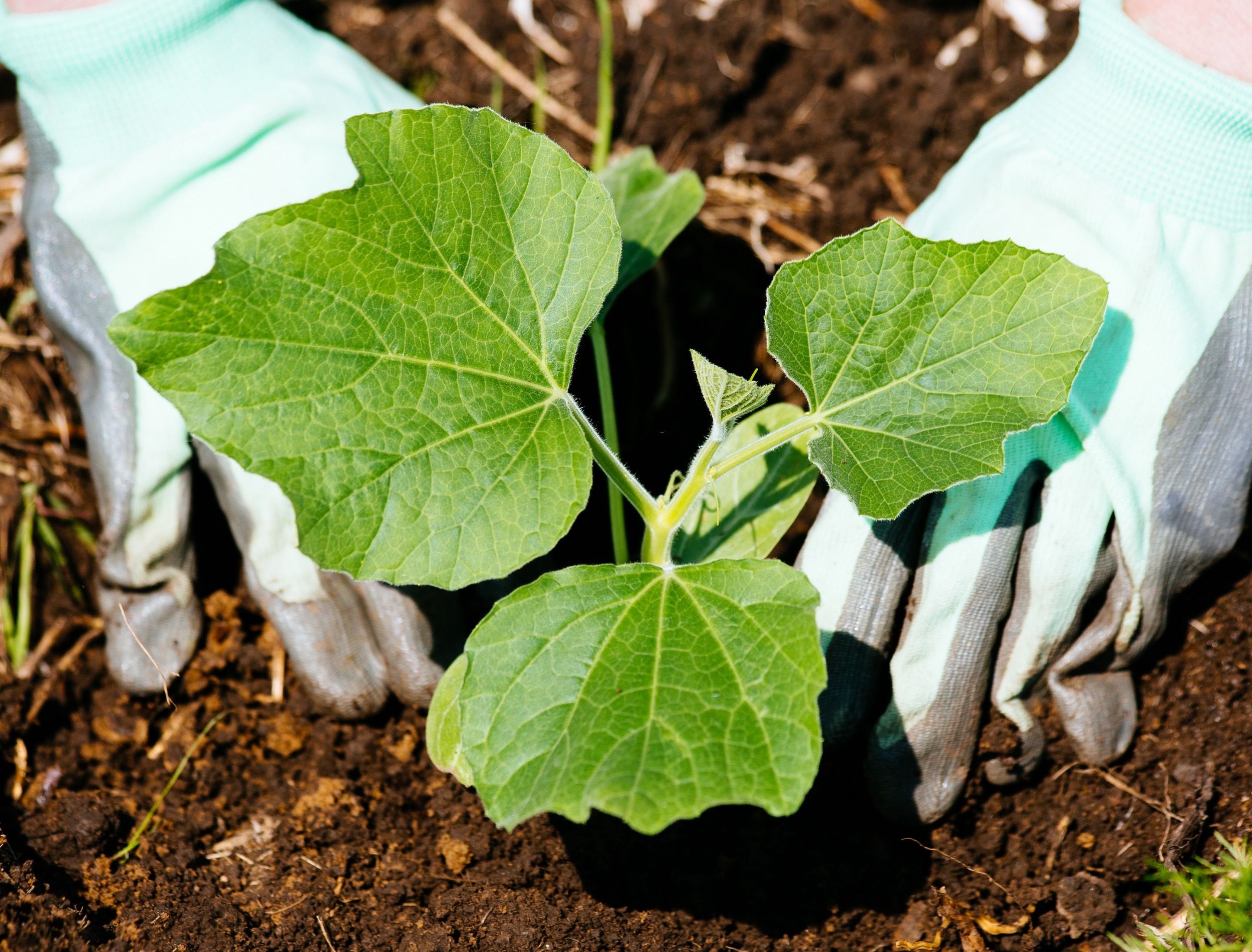 The Best Mulch For Pumpkins