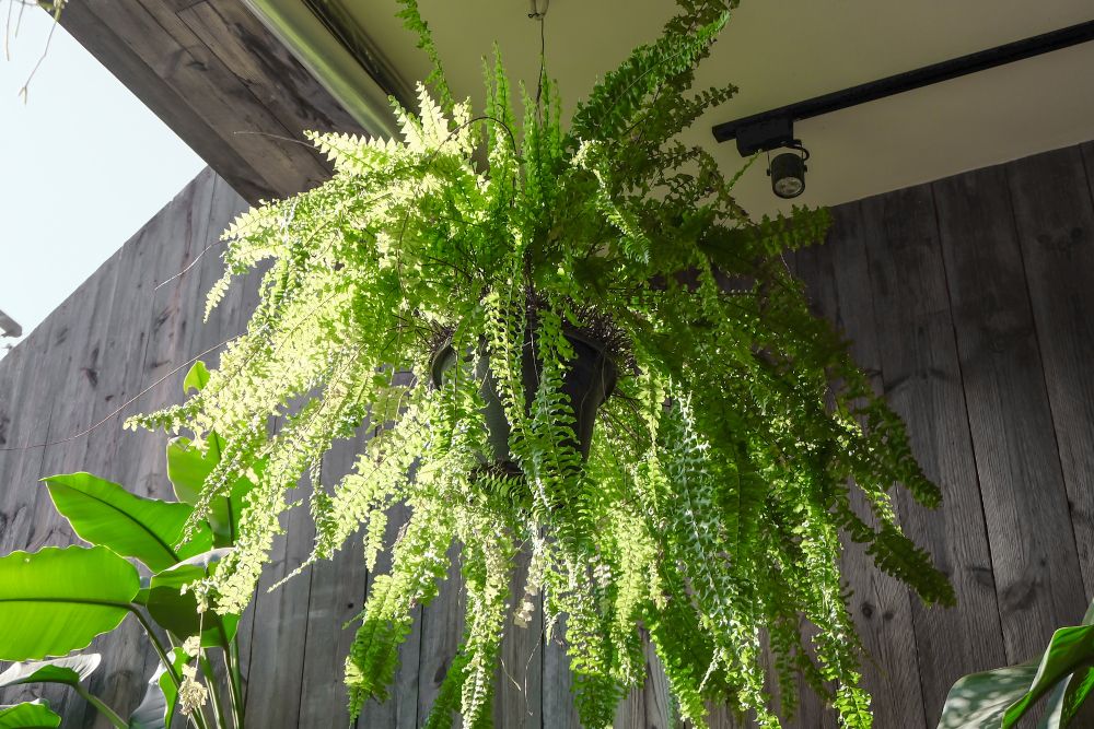 Why Your Boston Fern is Turning Brown