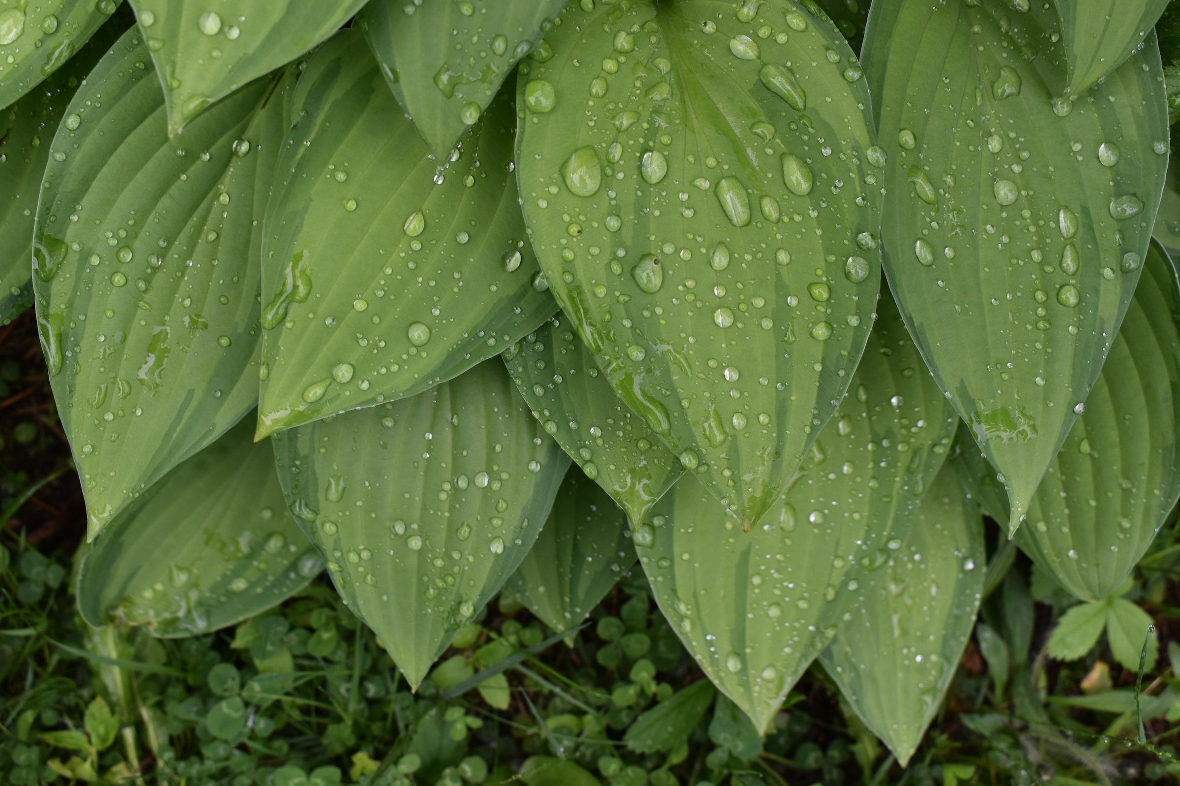 8 Tips For Growing Hostas