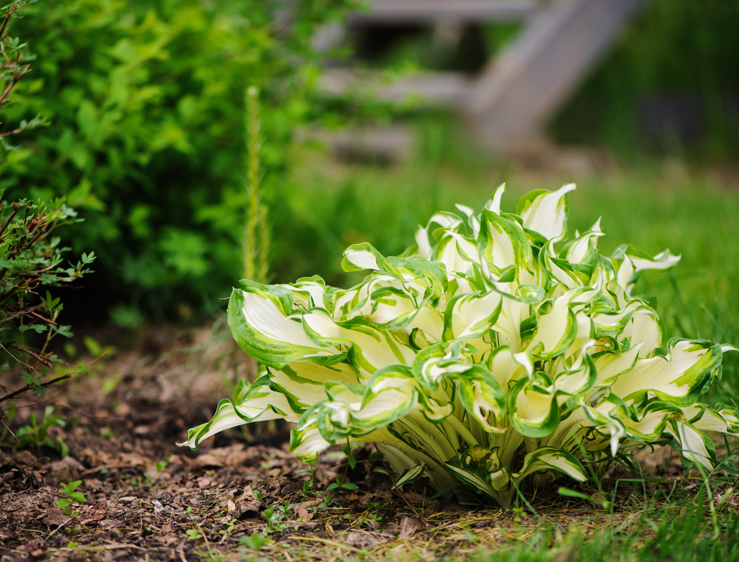 How to Choose The Right Hosta For Your Garden