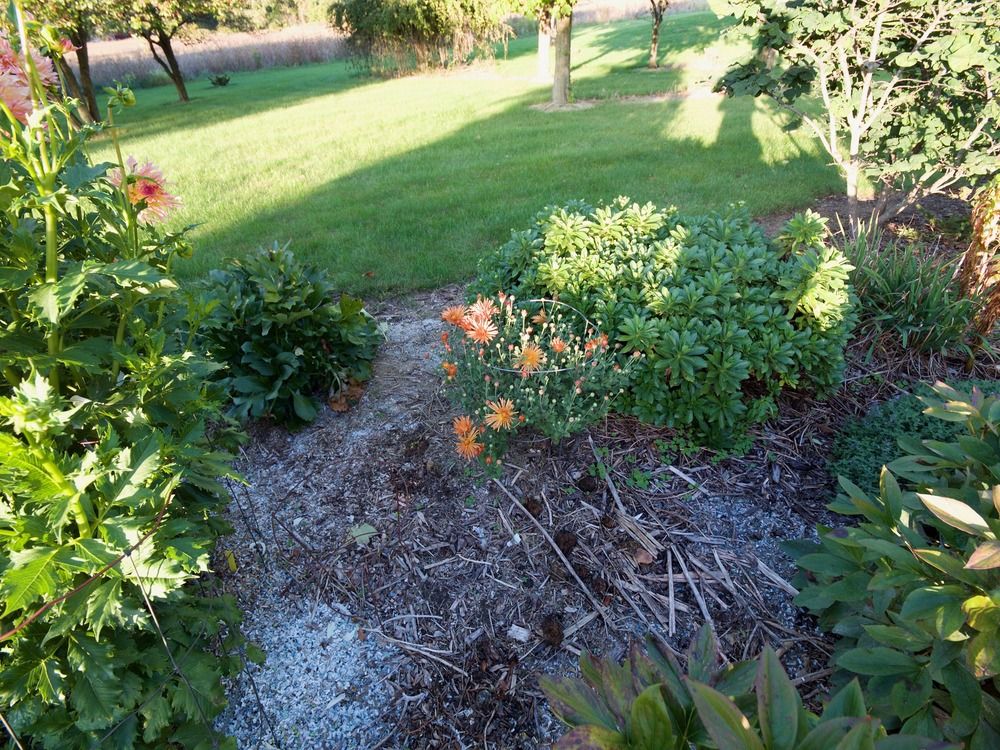 3 Ways to Overwinter Your Potted Mums