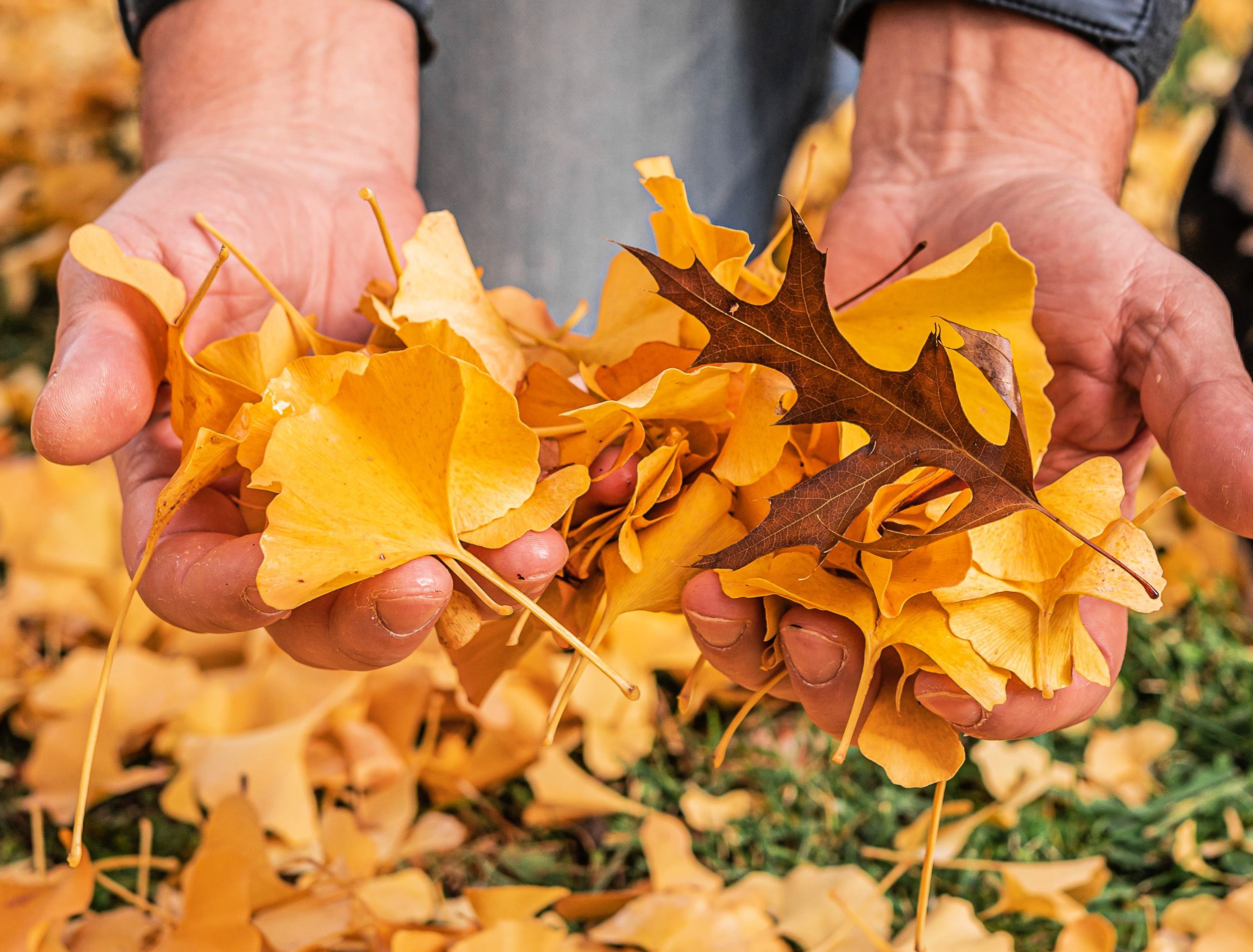 Male hands rake fallen yellow foliage from lawn with further composting and processing of organic waste in order to enrich oil. Using fallen leaves in compost. Fallen yellow foliage in hands of man