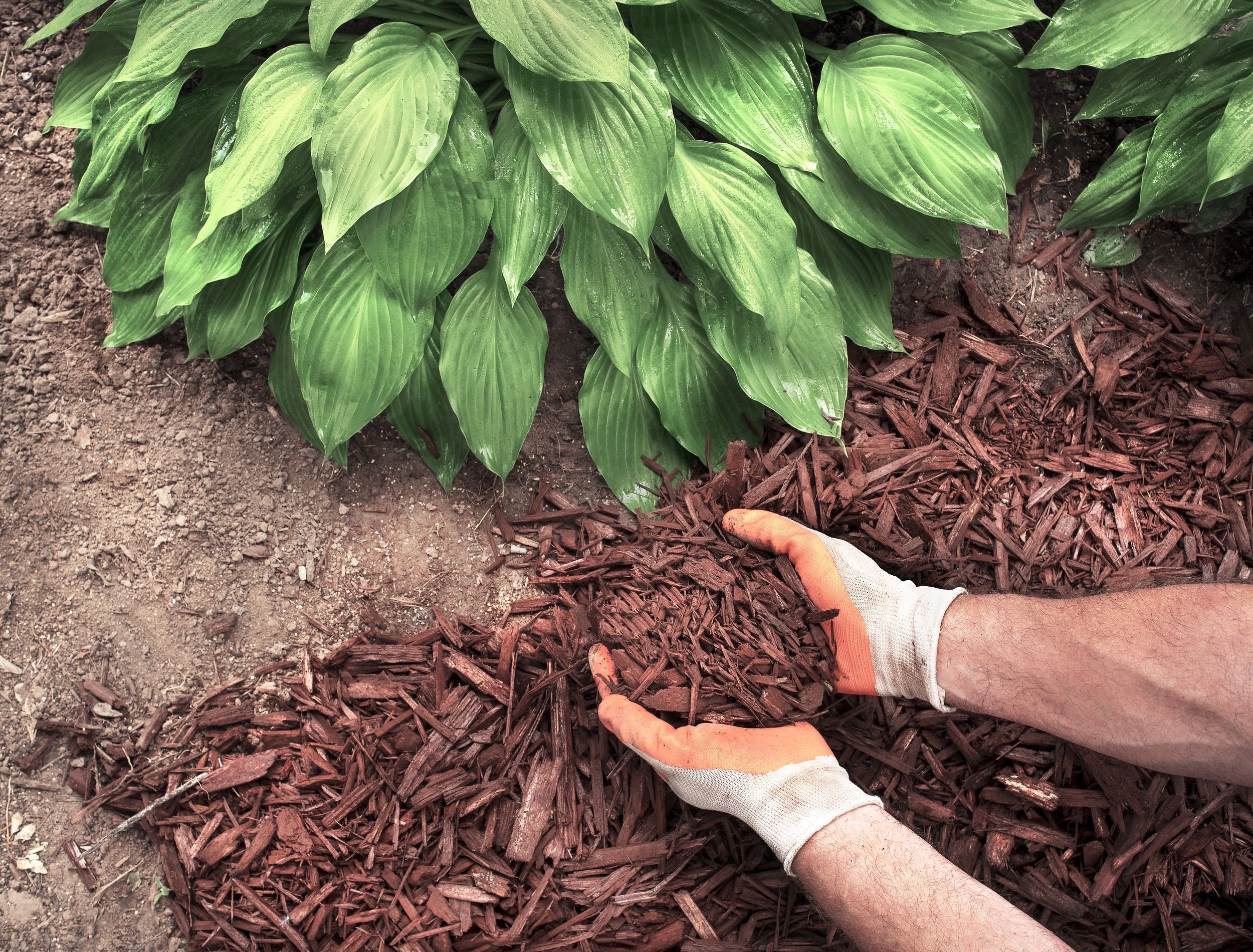 How to Care For Hostas in the Fall