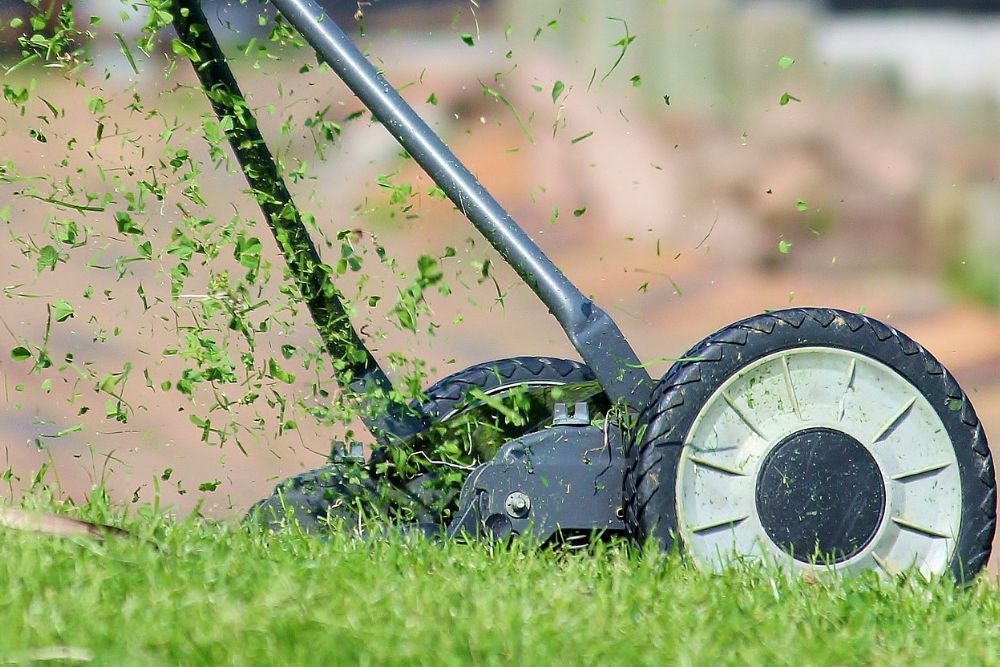 5 Best Fertilizers For Your Trees and Shrubs