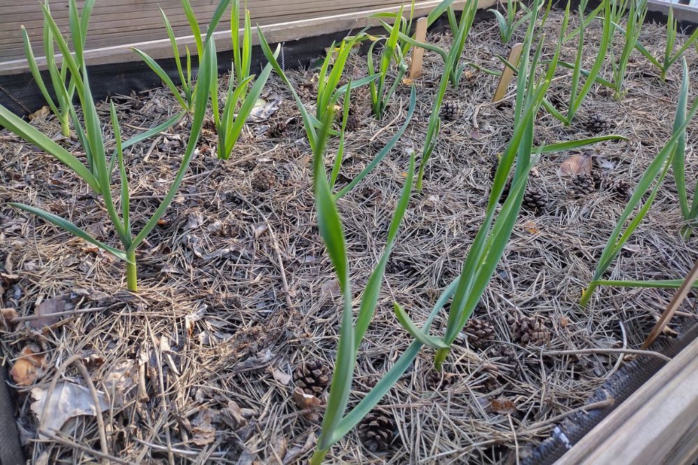 The Best Mulch For Garlic