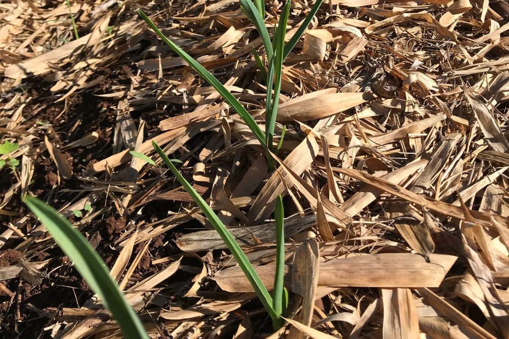 The Best Mulch For Garlic