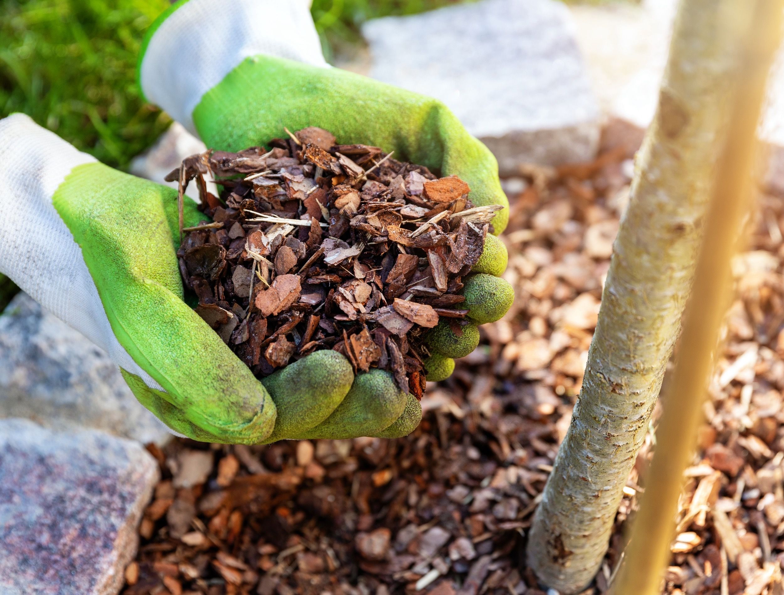 The Best Mulch For Apple Trees