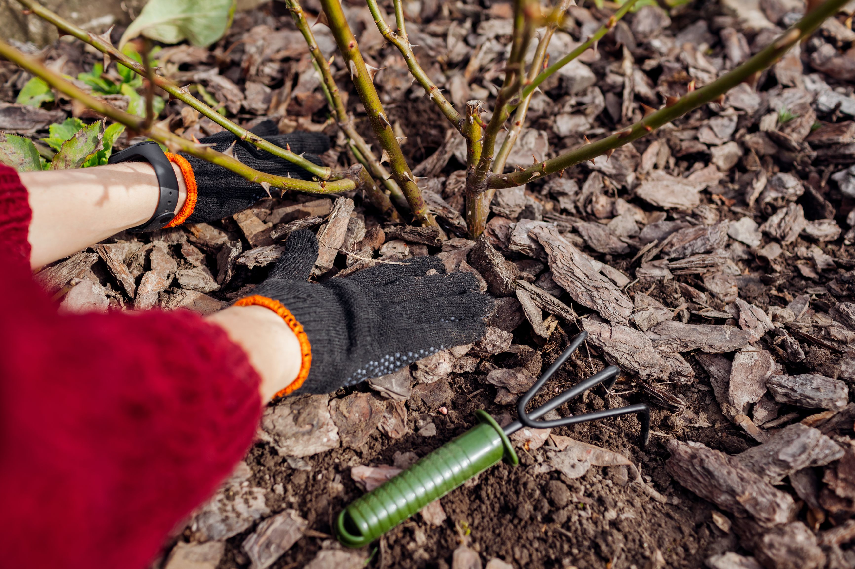 The Best Mulch For Your Rose Bushes