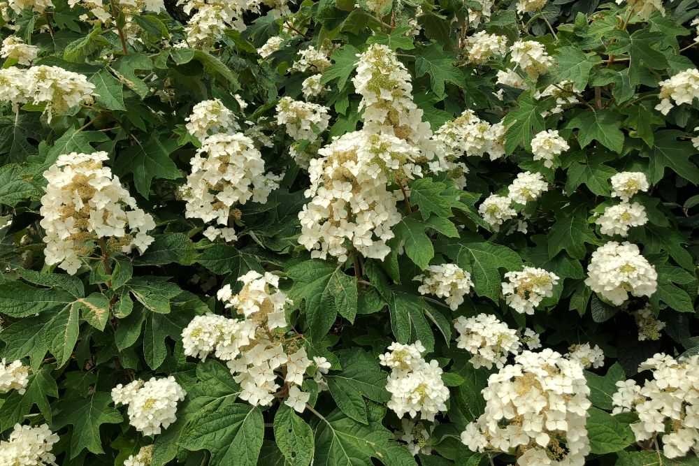 7 Tips For Pruning Oakleaf Hydrangeas