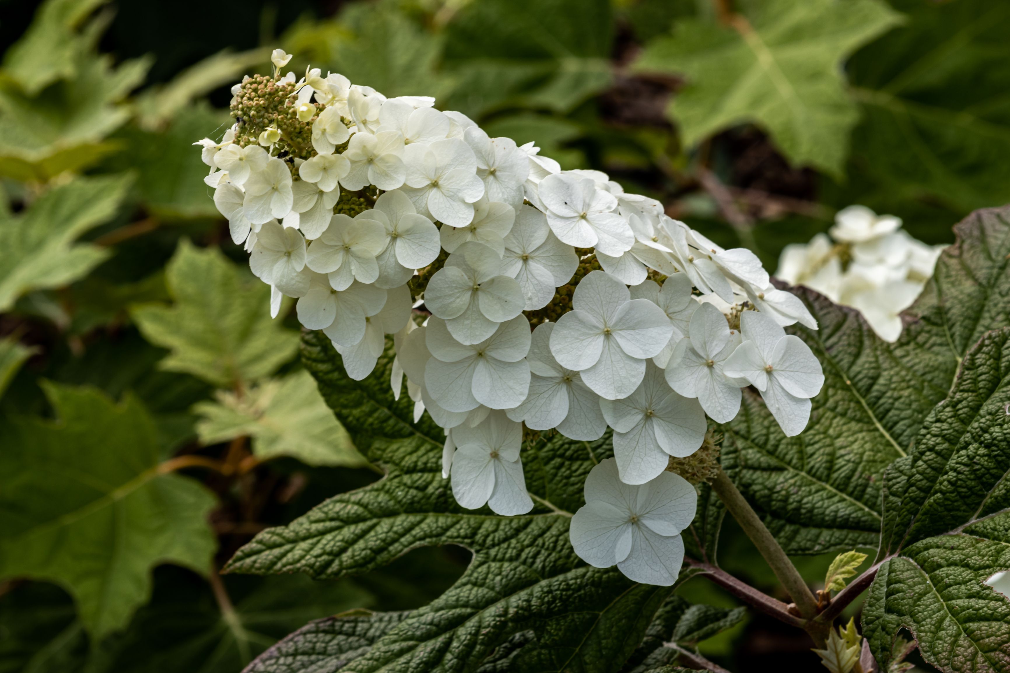 7 Tips For Pruning Oakleaf Hydrangeas