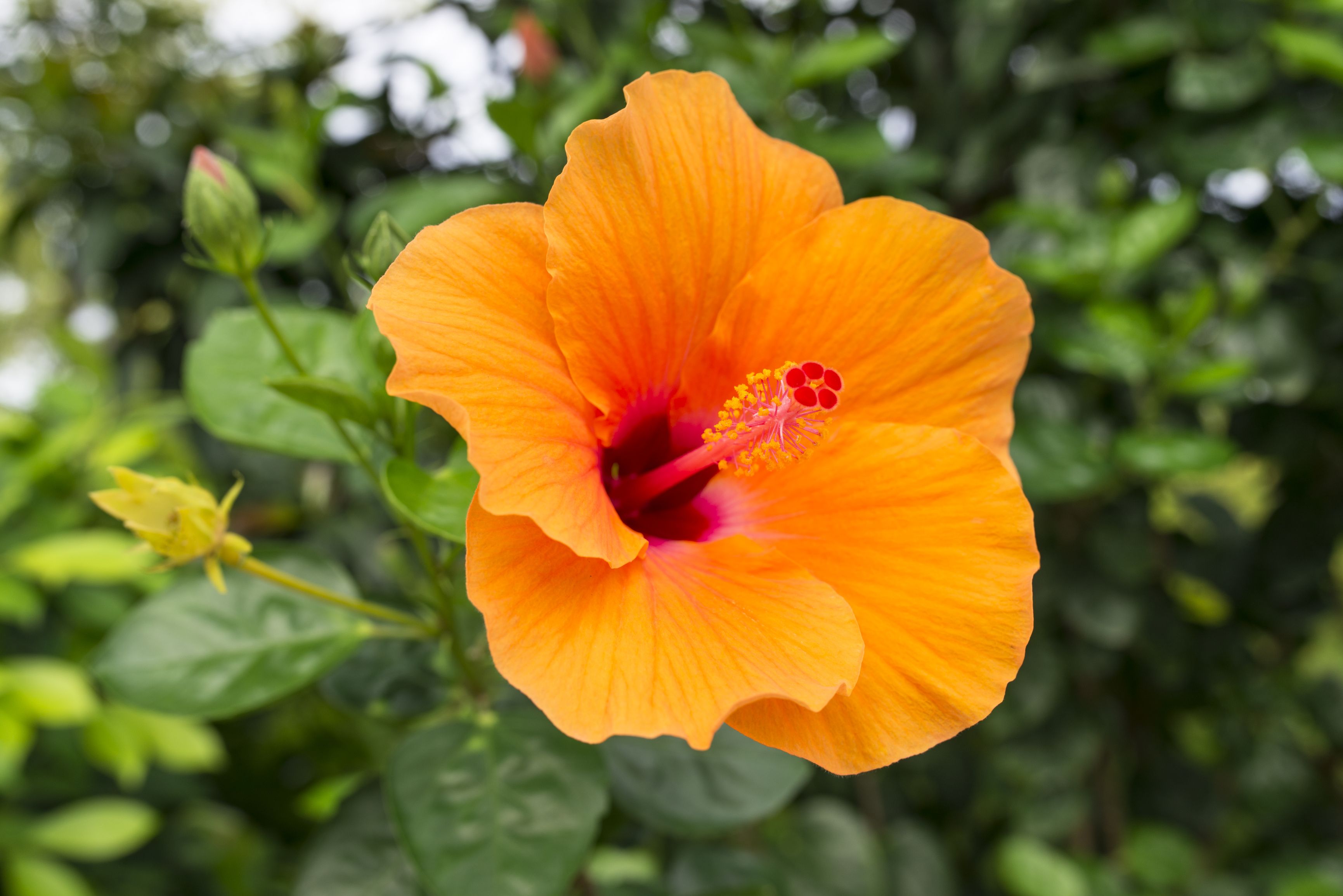 7 Reasons to Add Epsom Salt to Your Hibiscus Plants