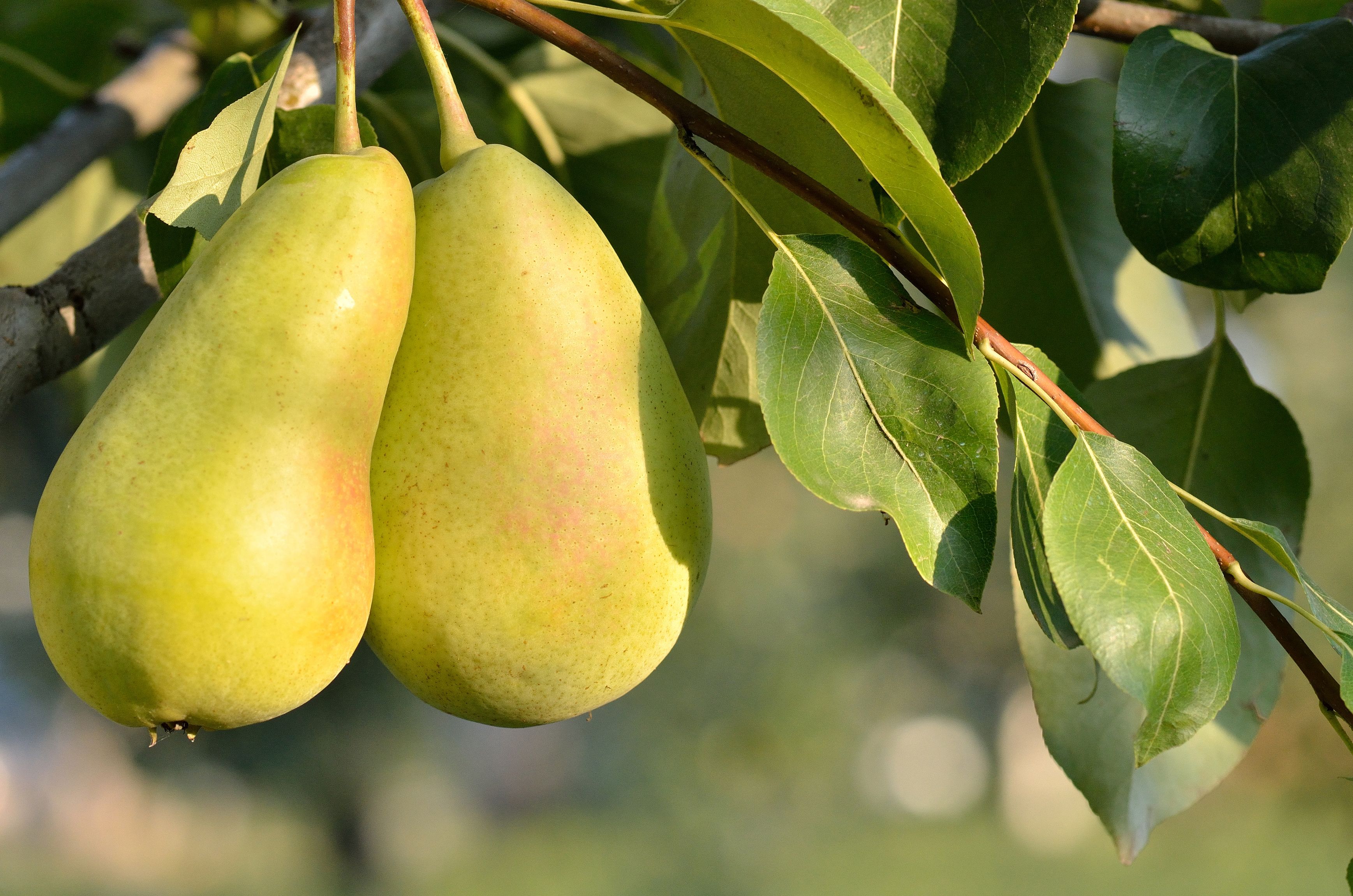 5 Best Fertilizers For Your Pear Tree