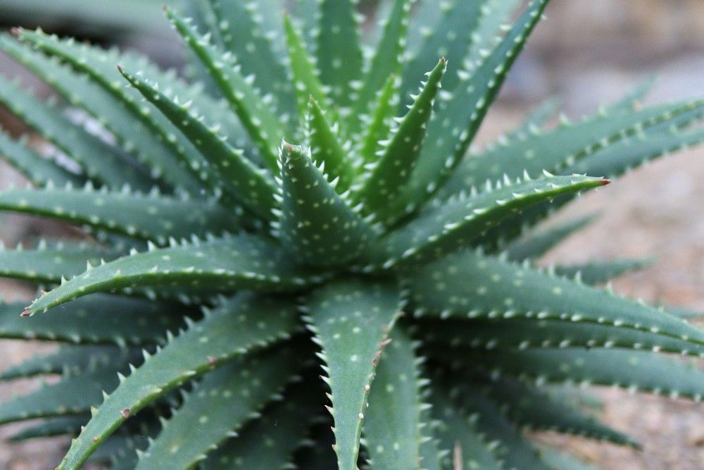 Close-up view of Aloe vera with its distinct spiky leaves.