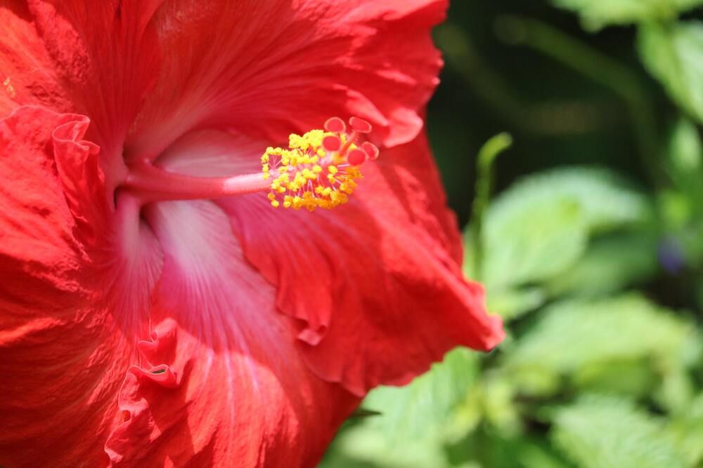 7 Tips For Growing Hibiscus in Pots