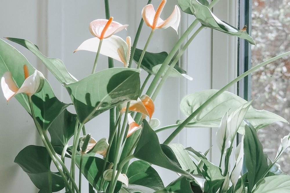 An inviting arrangement of vibrant Peace Lily by a sunlit window.