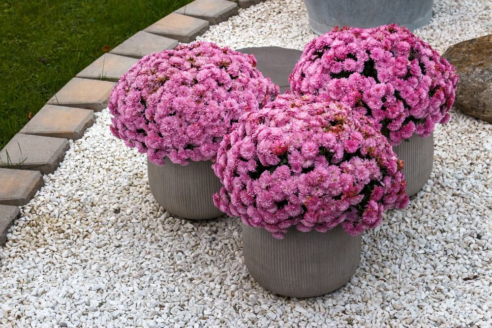 3 Ways to Overwinter Your Potted Mums