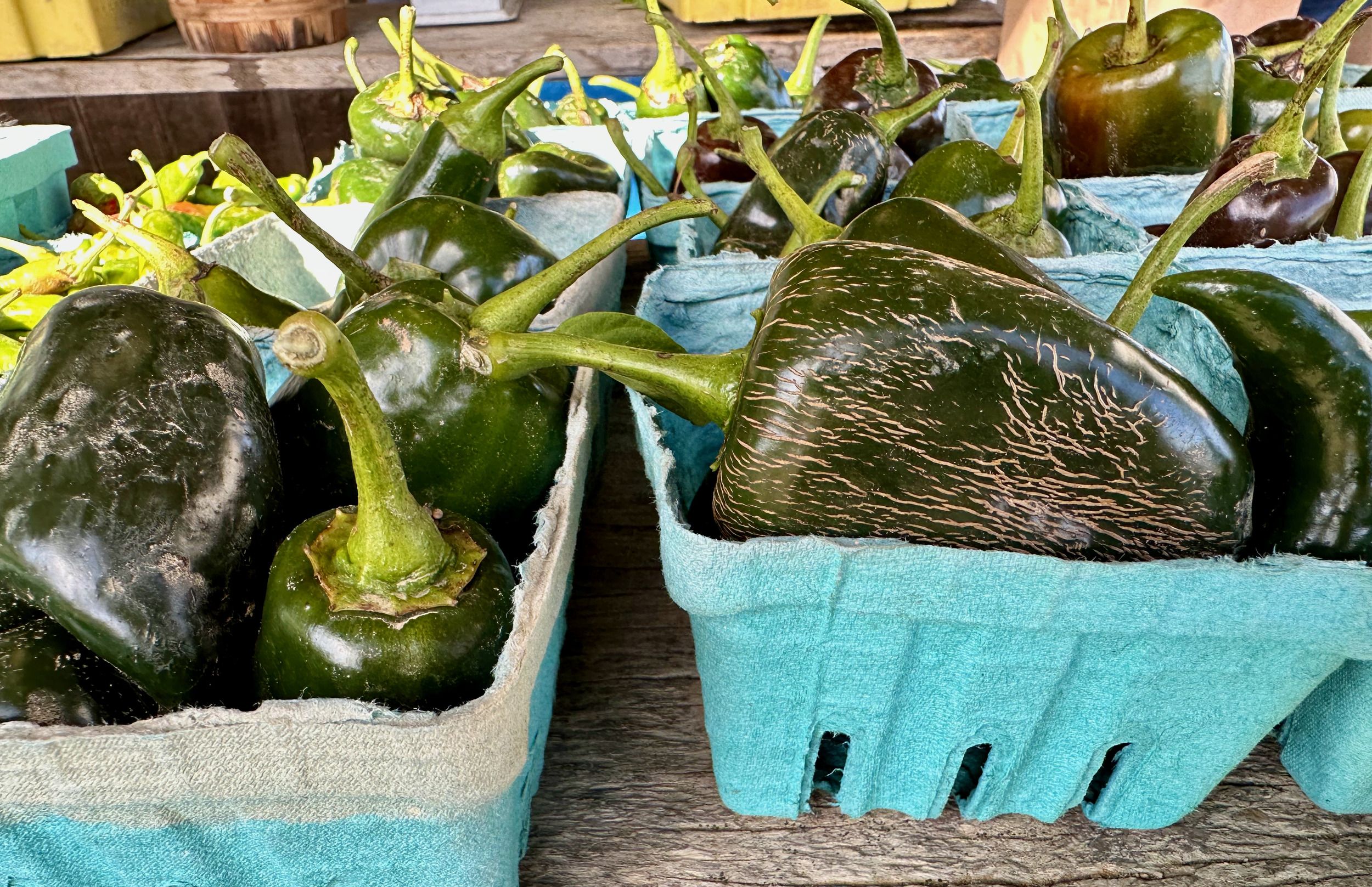 7 Tips For Harvesting Poblano Peppers