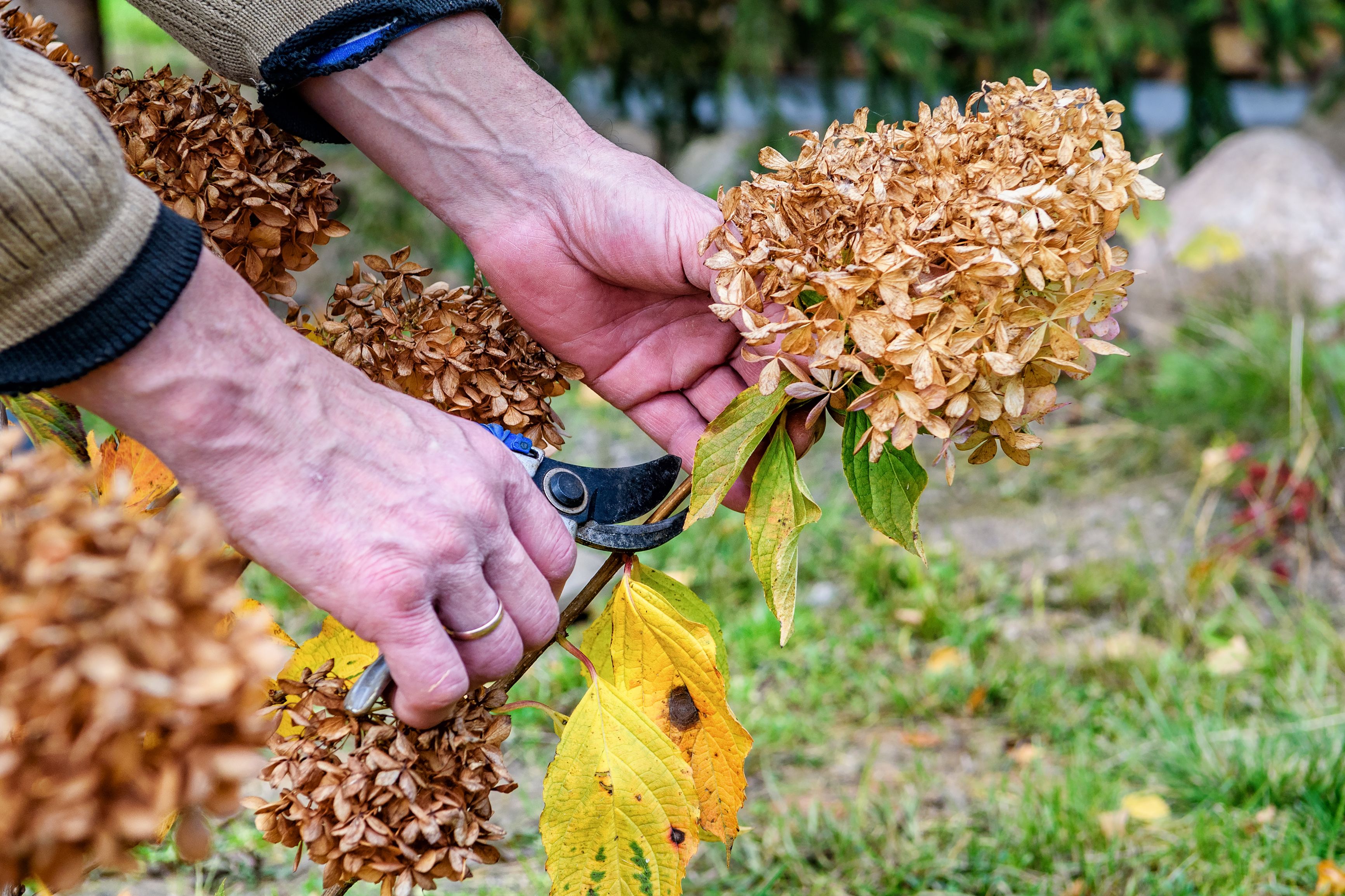 Pruning hydrangeas in the fall 