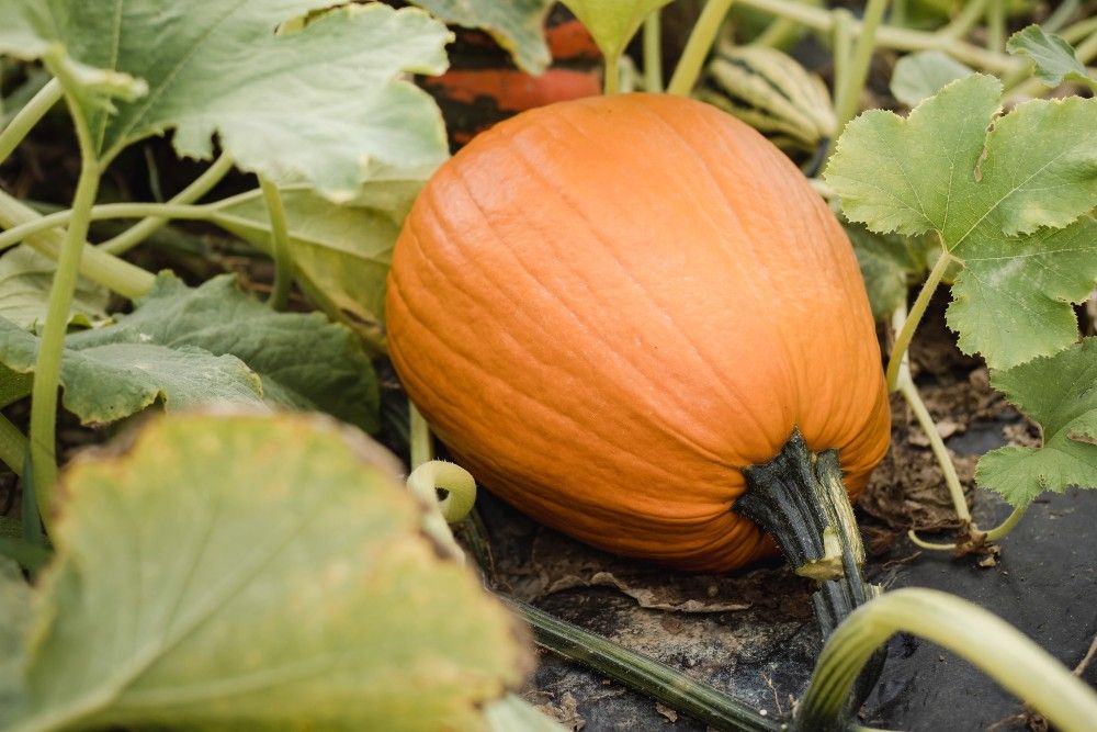 How to Harvest Pumpkin Seeds