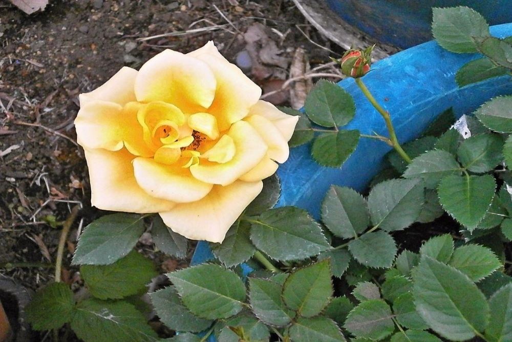 7 Tips For Caring For Potted Roses