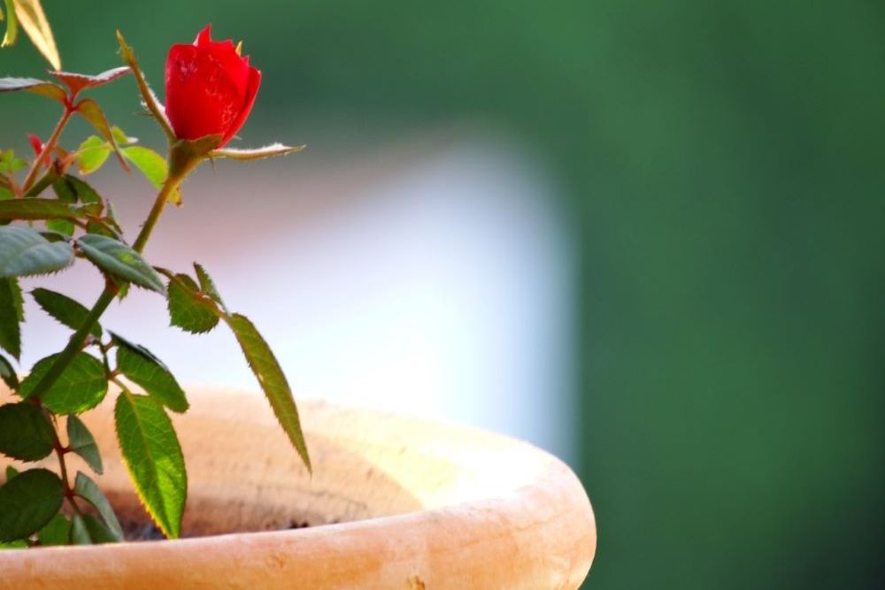 7 Tips For Caring For Potted Roses
