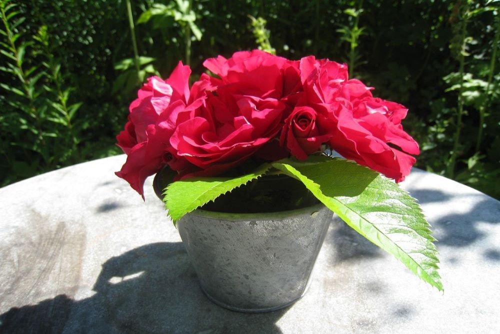 7 Tips For Caring For Potted Roses
