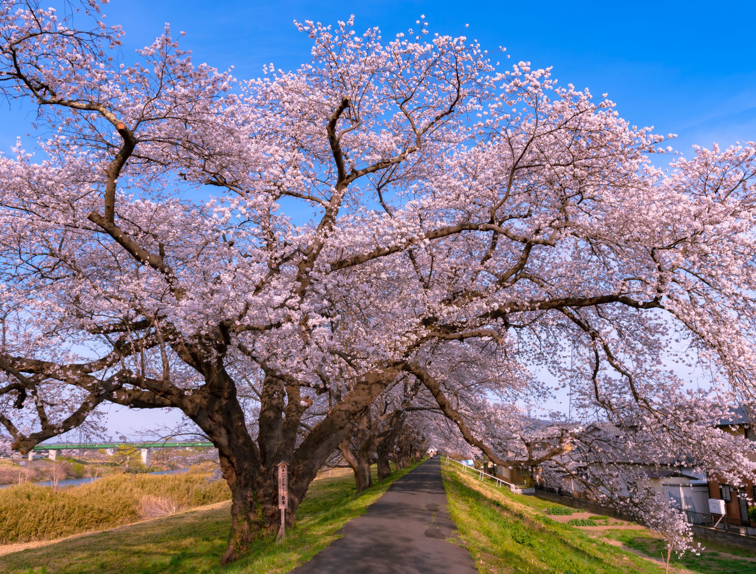 4 Flowering Cherry Trees For Your Garden