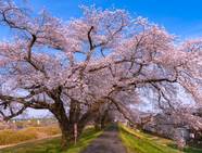 4 Flowering Cherry Trees For Your Garden