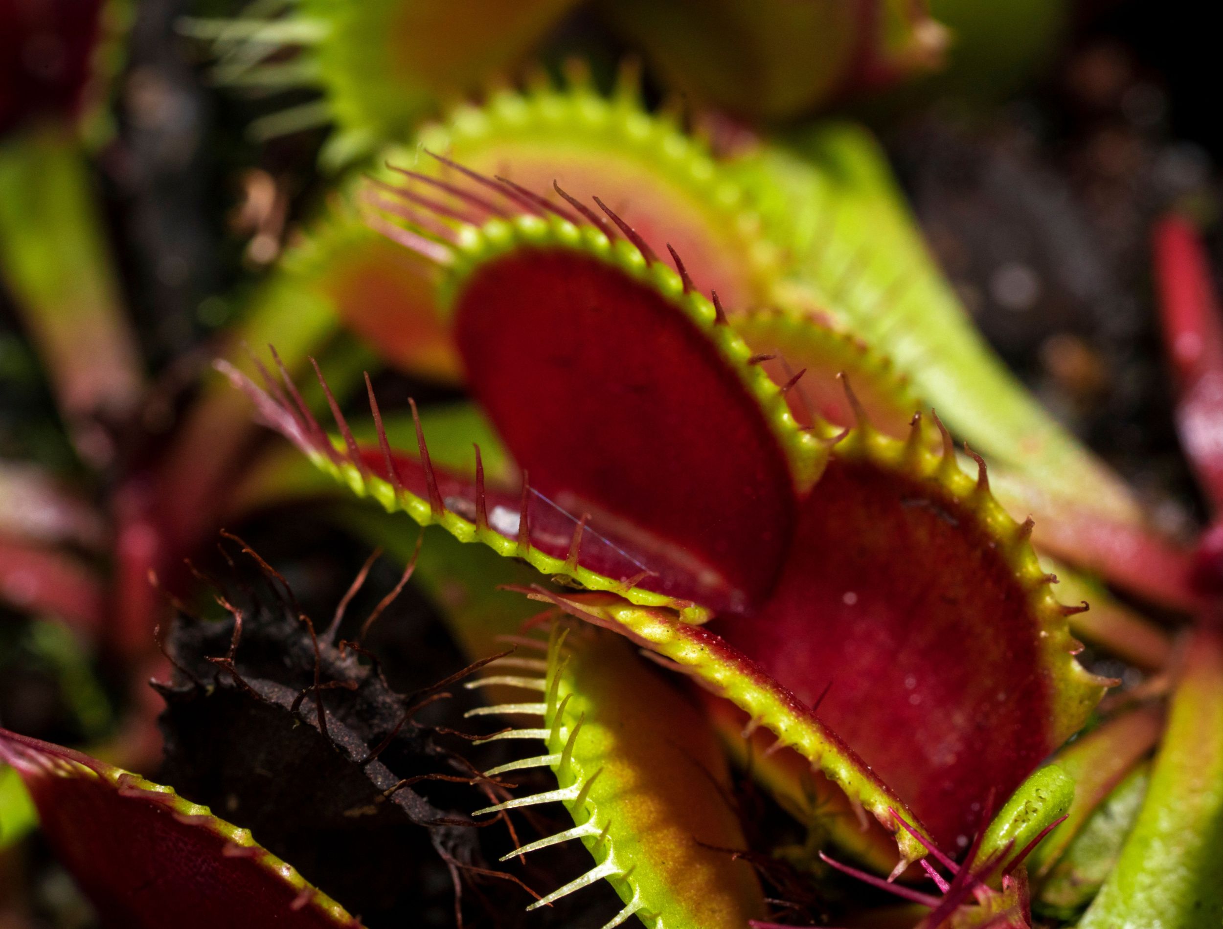 5 Best Creepy Plants For Halloween