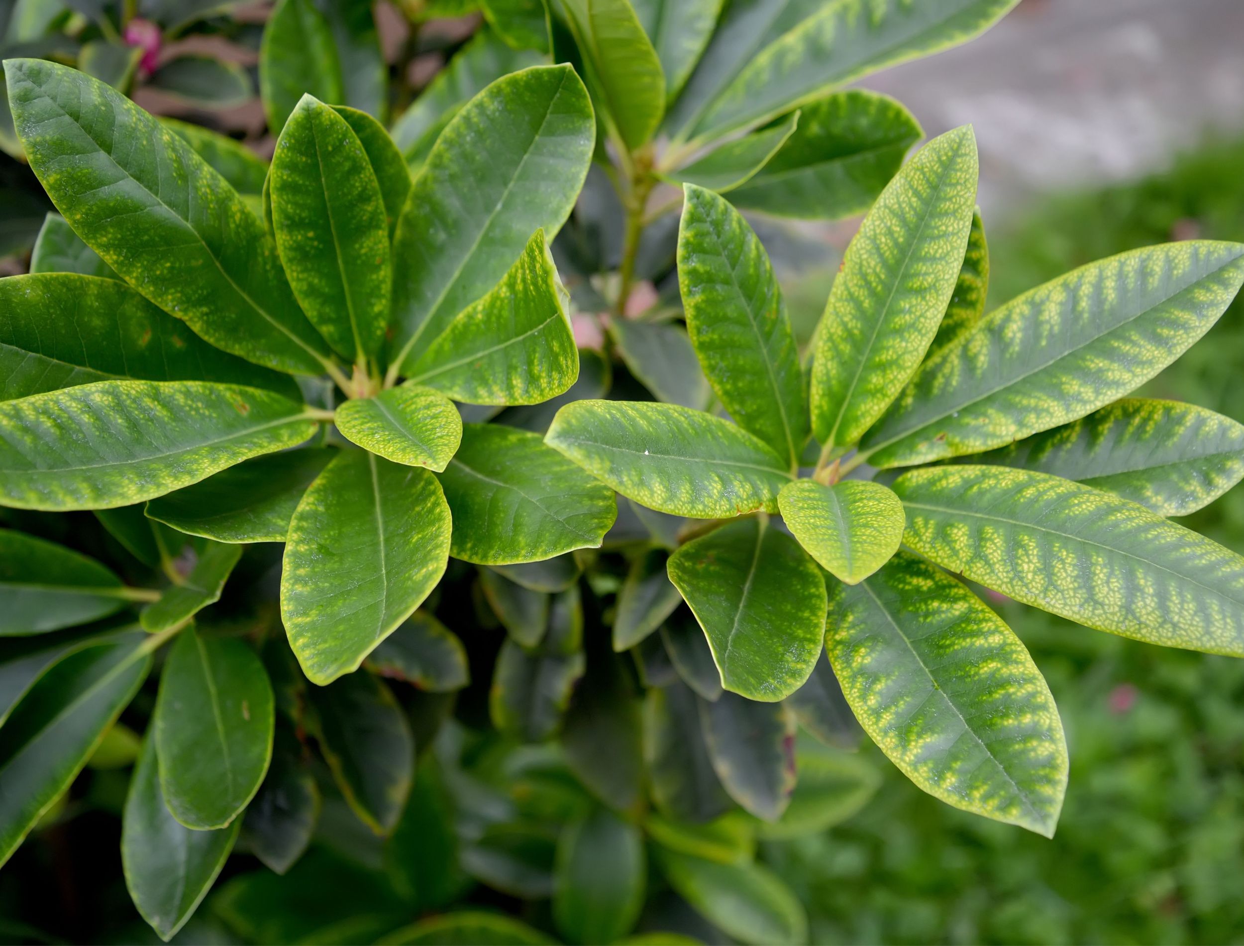 Why Your Rhododendron Leaves Are Turning Yellow