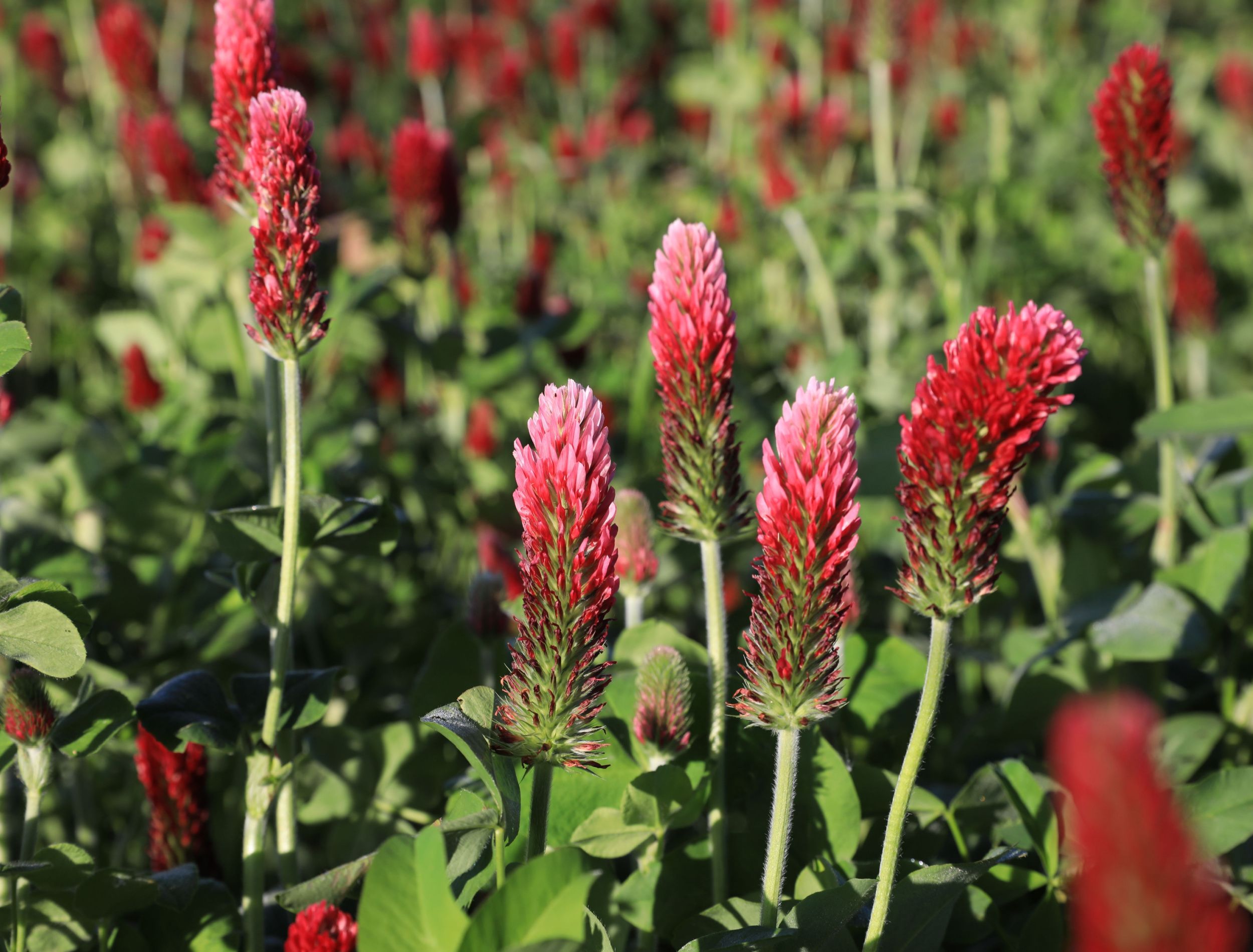 The Best Winter Cover Crops For Your Garden