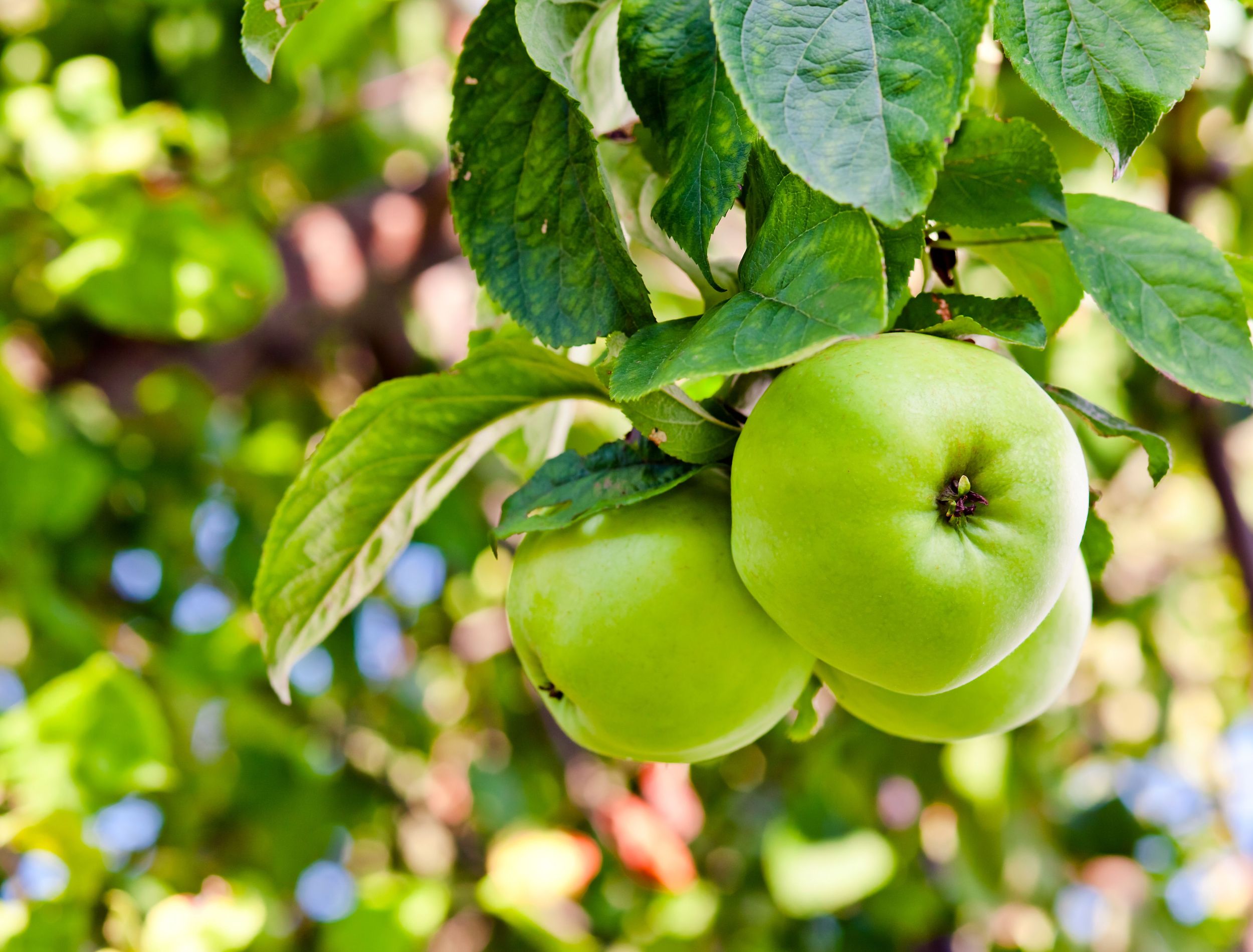 Green Apple Tree Cultivars – Selecting And Growing Green Apples
