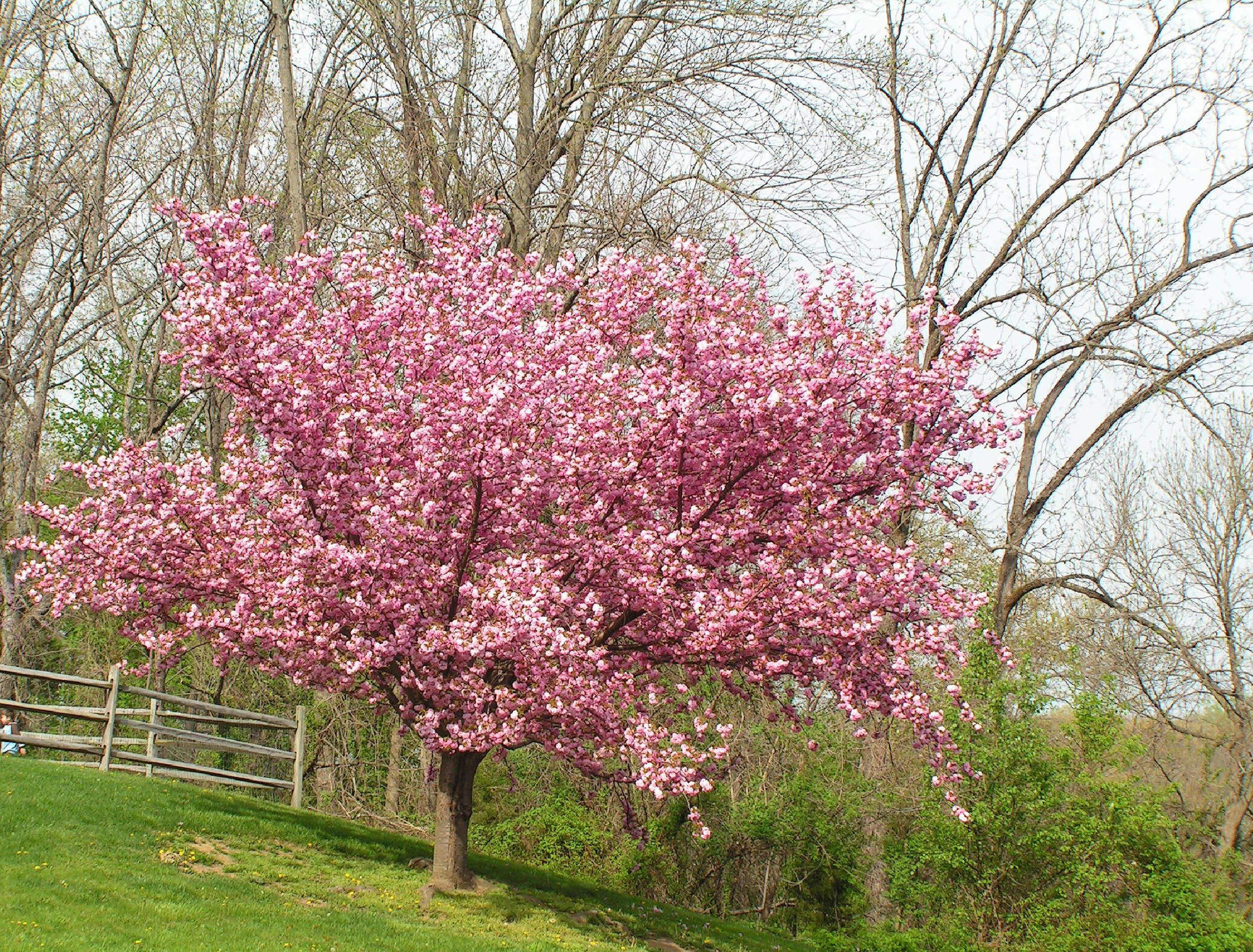 4 Flowering Cherry Trees For Your Garden