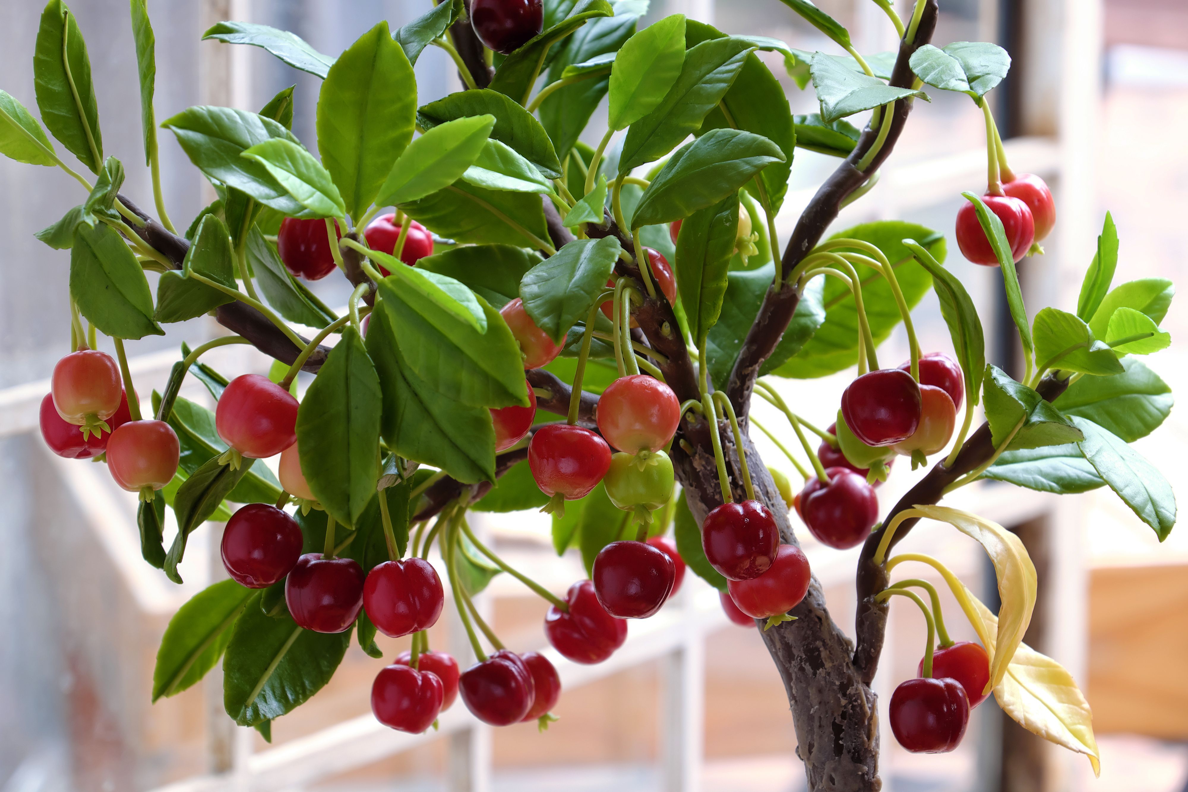 How to Grow Cherry Trees in Pots