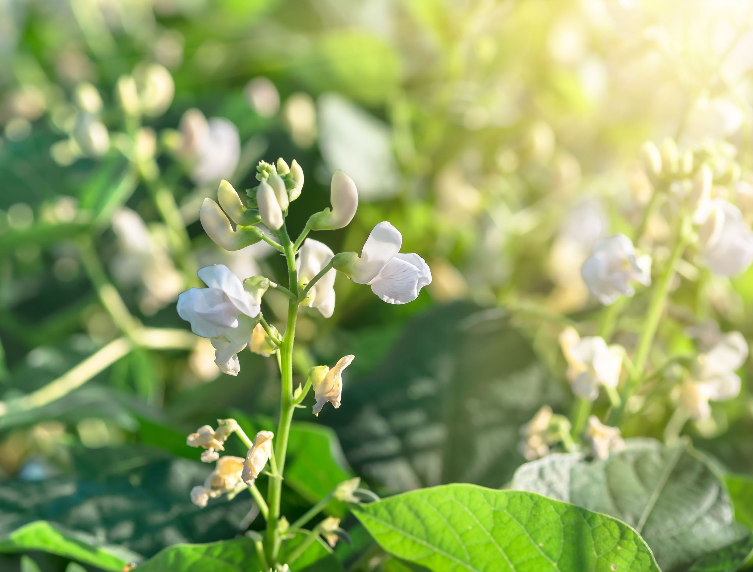 The Best Cover Crops For Fall   Shutterstock 574725514 