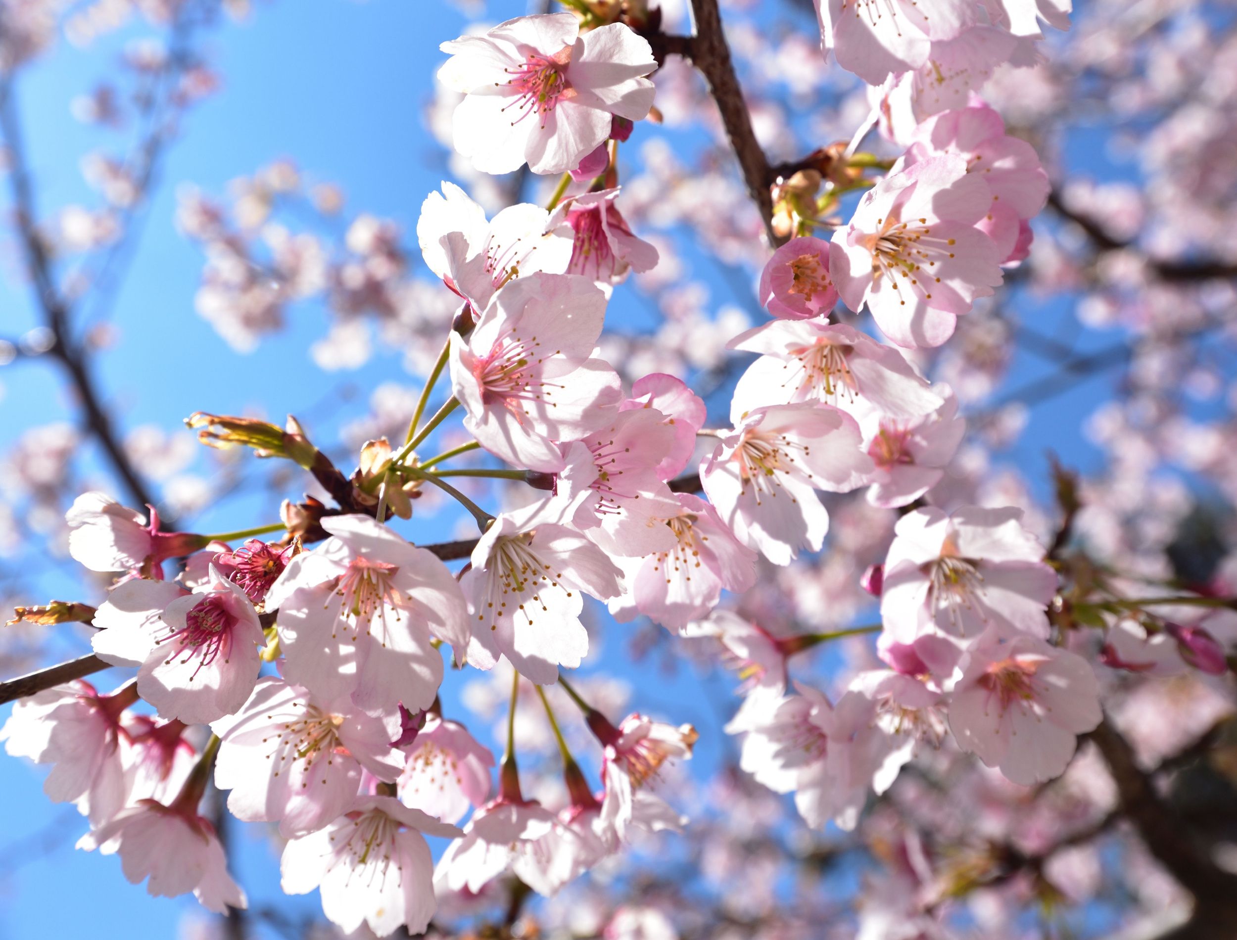 4 Flowering Cherry Trees For Your Garden