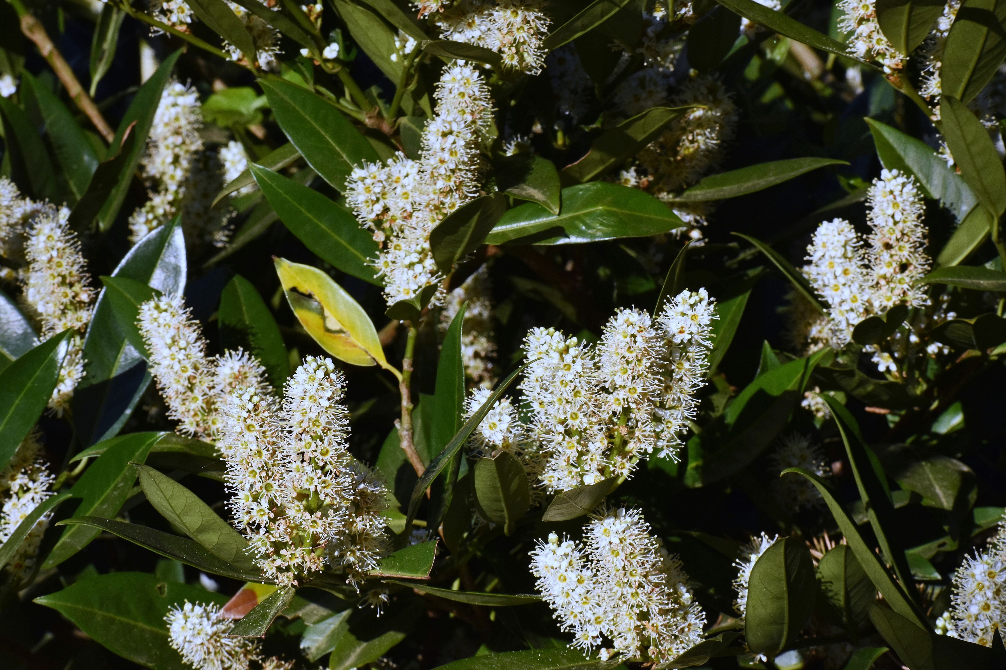 7 Best Shrubs For a Living Privacy Fence