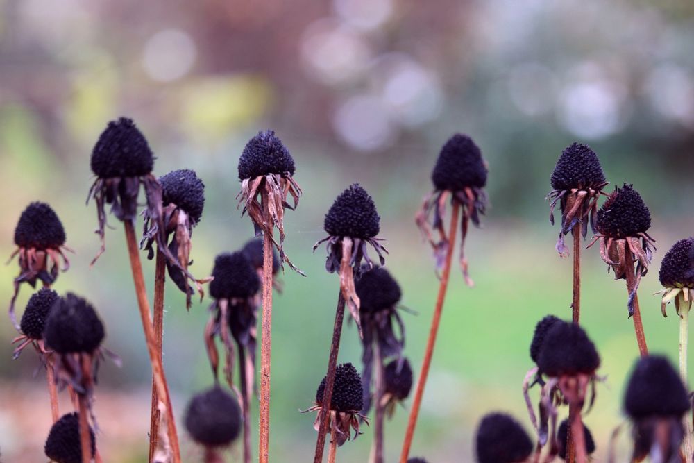 should-you-cut-back-your-coneflowers-in-fall