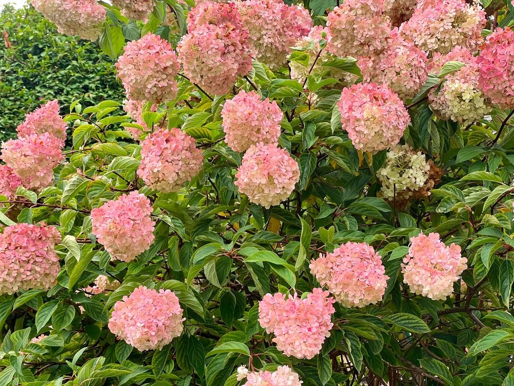 The Best Time to Prune Your Vanilla Strawberry Hydrangea
