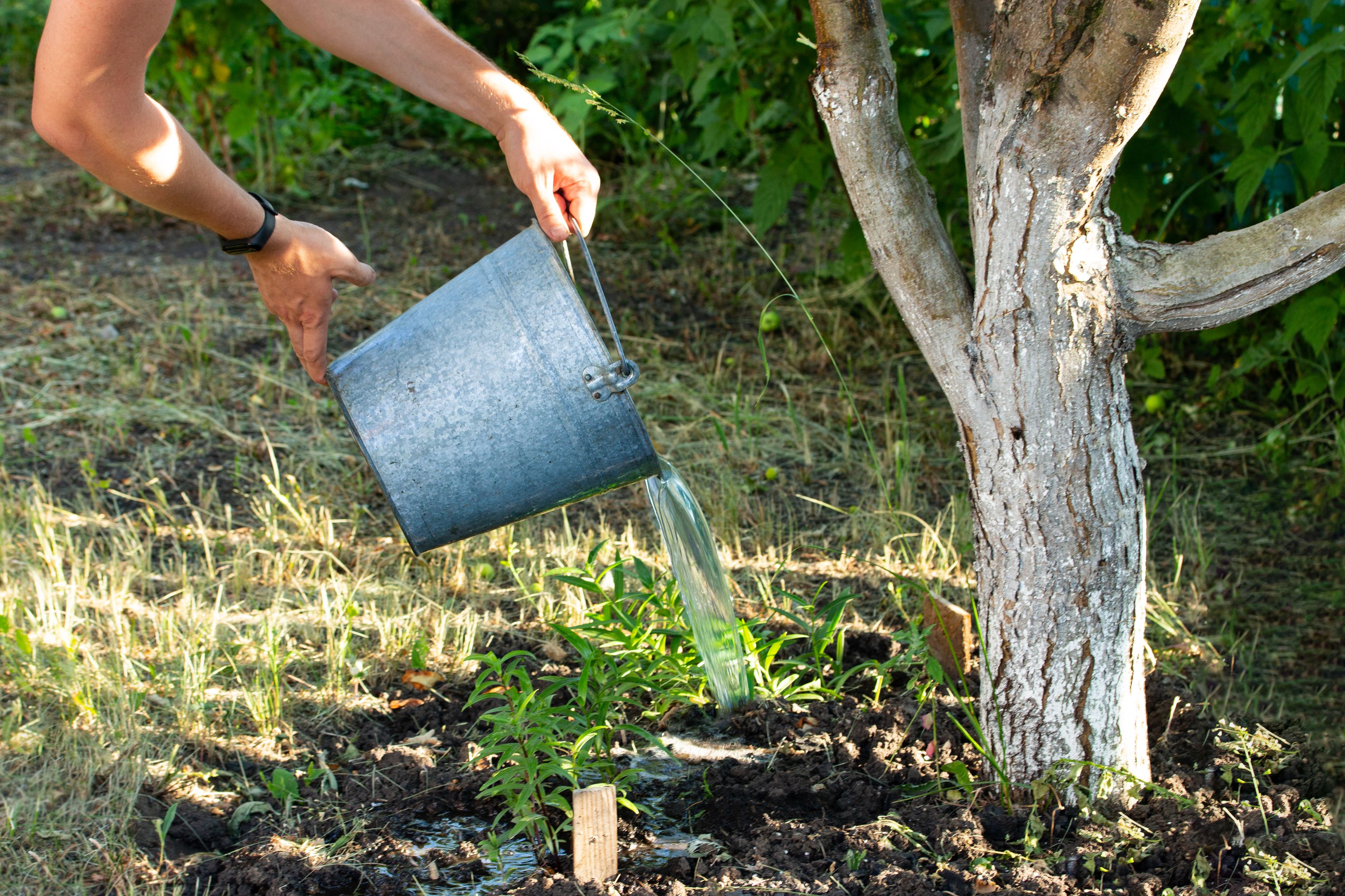 How Often to Water Fruit Trees in the Fall