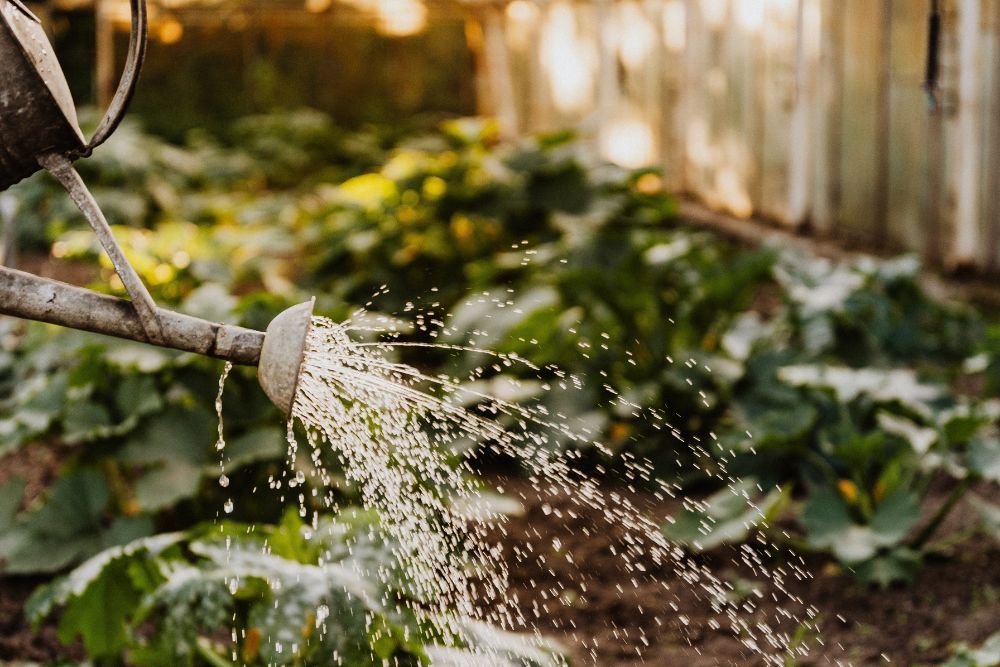 How Often to Water Greenhouse Plants