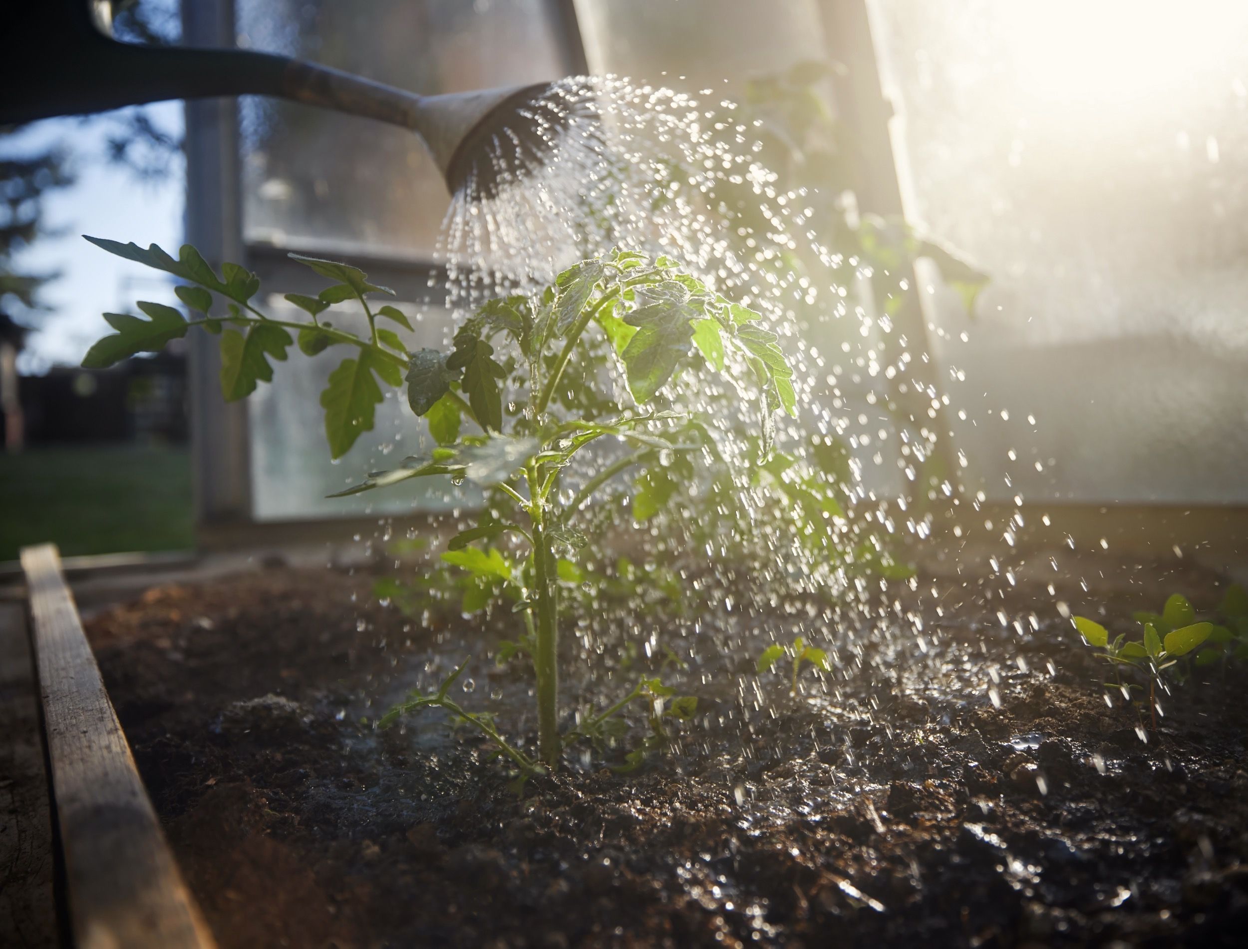 Watering seedlings in greenhouse 