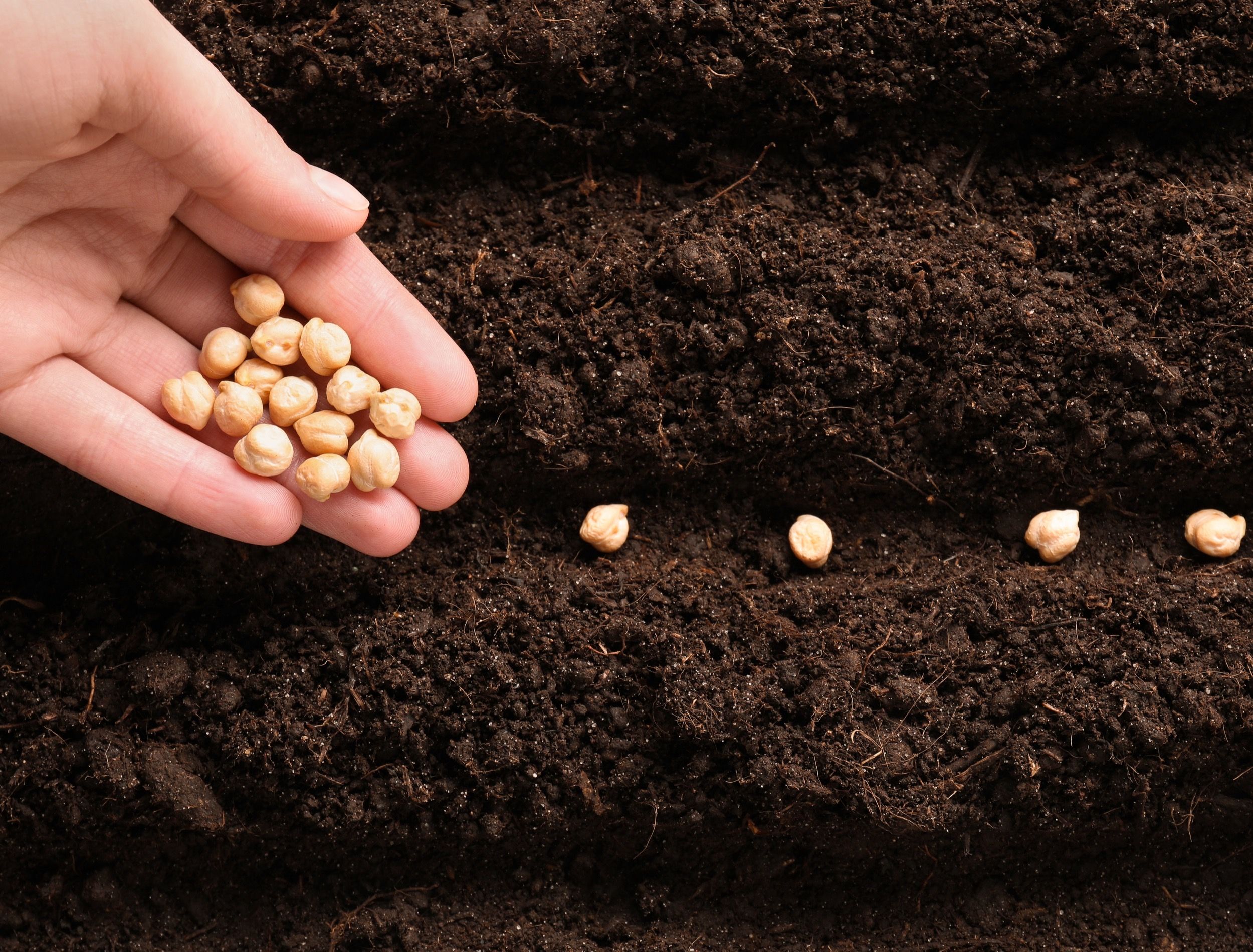 Woman planting chickpea seeds into fertile soil, top view. Vegetable growing