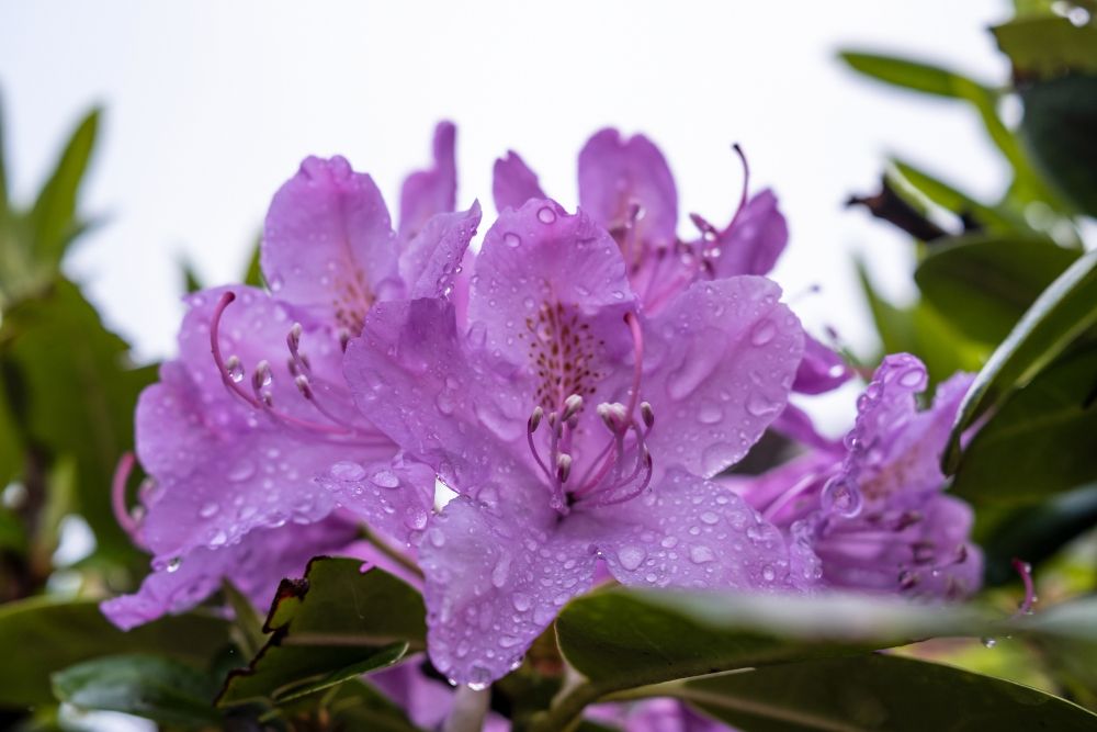 4 Tips For Caring For Rhododendrons in Fall