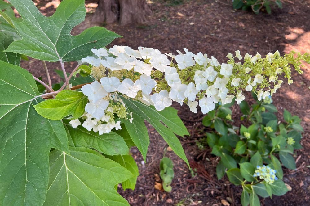 7 Stunning White Hydrangeas For Your Garden