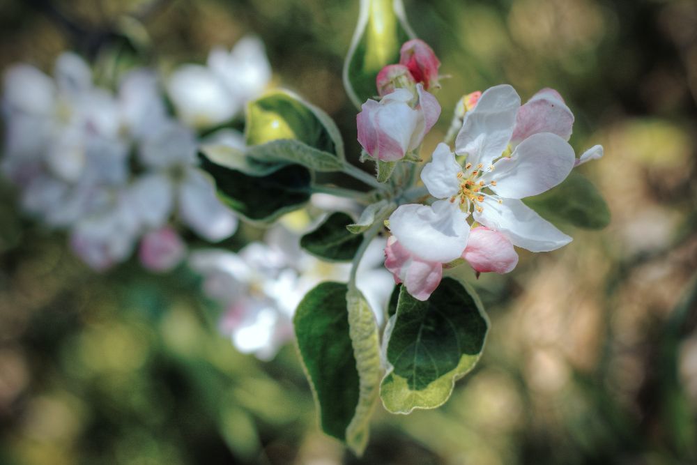 When Should You Fertilize Your Apple Trees