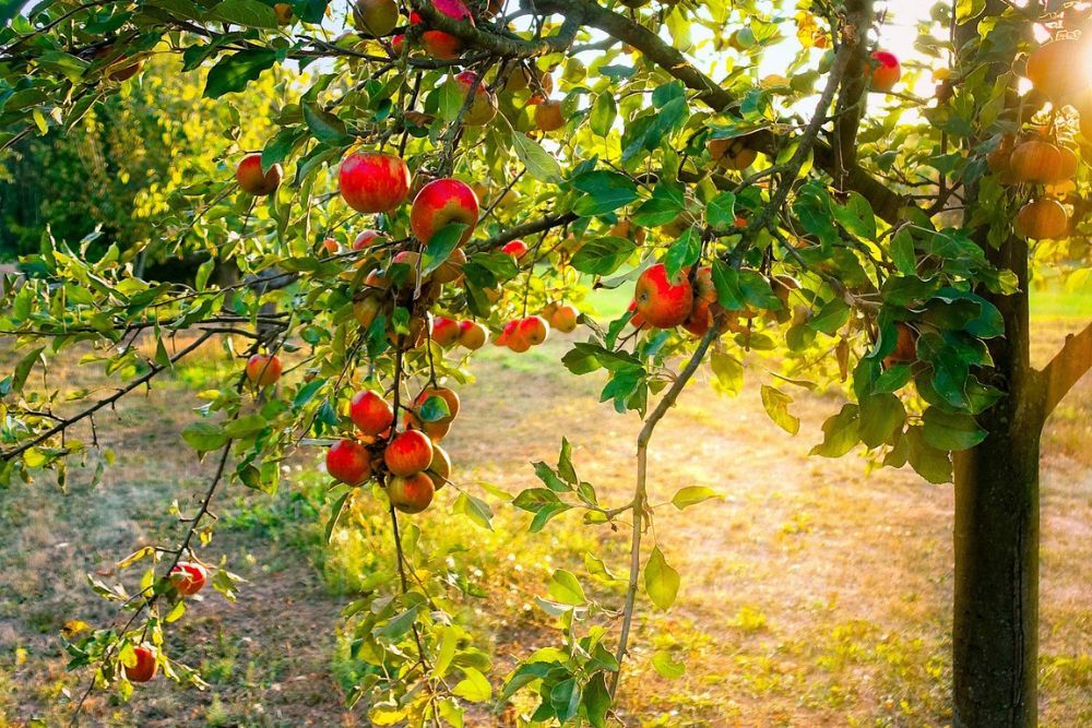 Why You Should Plant Fruit Trees in the Fall