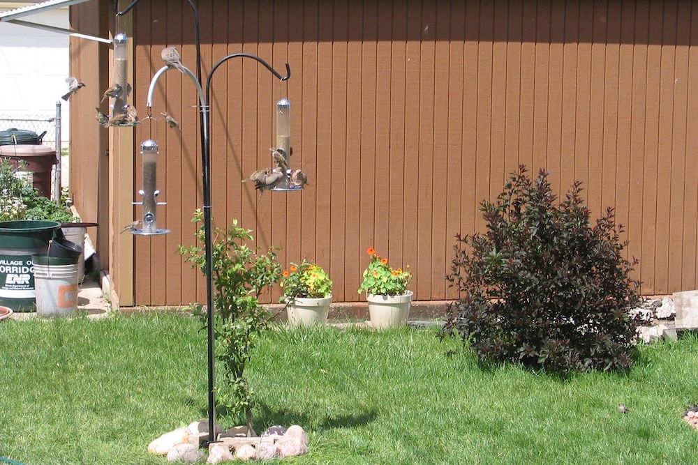 A few bird feeders filled with seeds hanging from a pole in a yard. 