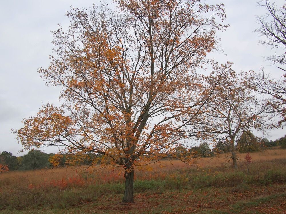 7 Best Maple Trees For Fall Color   Blackmaple 1 