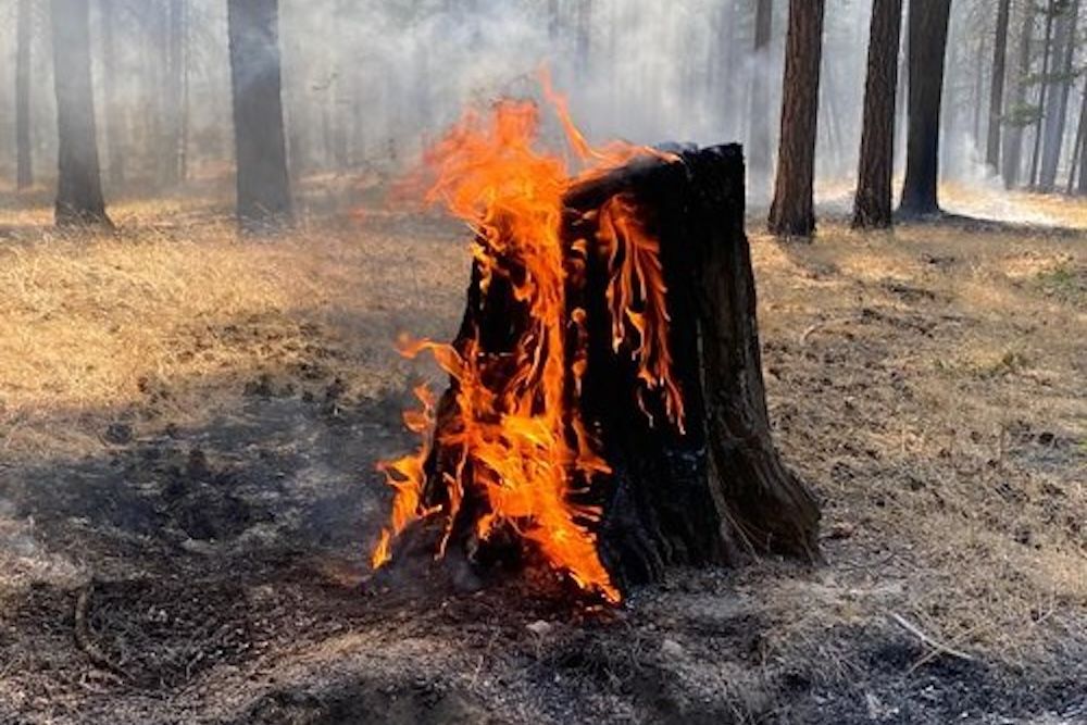 8 Ways to Kill a Tree Stump